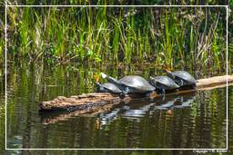 Reserva nacional Tambopata - Floresta Amazônica (151) Turtles