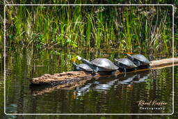Turtles, Tambopata National Reserve - Amazon Rainforest (151)