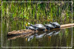 Tambopata National Reserve - Amazon Rainforest (152) Turtles
