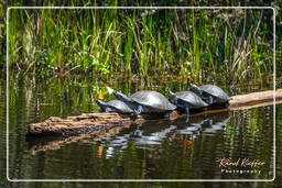 Turtles, Tambopata National Reserve - Amazon Rainforest (152)