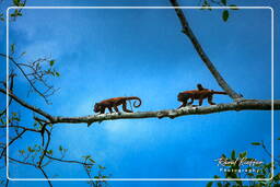 Howler monkey, Tambopata National Reserve - Amazon Rainforest (161)