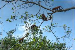 Tambopata National Reserve - Foresta Amazzonica (169) Scimmia urlatrice