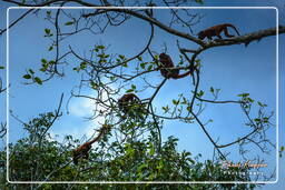 Reserva nacional Tambopata - Selva Amazónica (169) Mono aullador