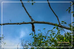 Howler monkey, Tambopata National Reserve - Amazon Rainforest (175)