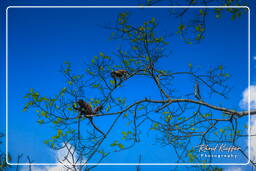 Howler monkey, Tambopata National Reserve - Amazon Rainforest (179)