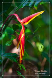 Reserva nacional Tambopata - Monkey Island (2)