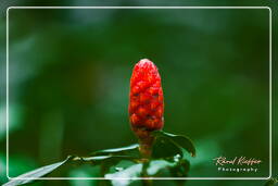 Tambopata National Reserve - Monkey Island (7)