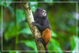 Tambopata National Reserve - Monkey Island (11) Braunrückentamarin