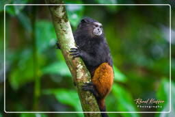 Brown-mantled tamarin monkey, Tambopata National Reserve - Monkey Island (11)
