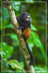 Tambopata National Reserve - Monkey Island (13) Braunrückentamarin