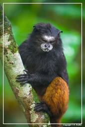 Tambopata National Reserve - Monkey Island (18) Brown-mantled tamarin monkey