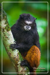 Brown-mantled tamarin monkey, Tambopata National Reserve - Monkey Island (18)