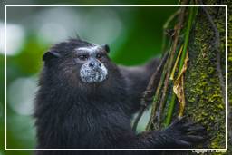 Tambopata National Reserve - Monkey Island (22) Brown-mantled tamarin monkey