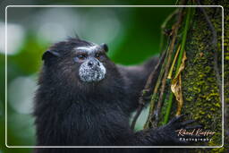 Tambopata National Reserve - Monkey Island (22) Brown-mantled tamarin monkey