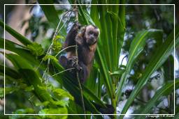 Tambopata National Reserve - Monkey Island (37) Kapuzineraffen