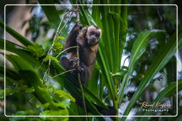 Tambopata National Reserve - Monkey Island (37) Kapuzineraffen