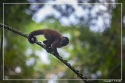 Tambopata National Reserve - Monkey Island (39) Kapuzineraffen