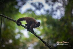 Capuchin monkey, Tambopata National Reserve - Monkey Island (39)