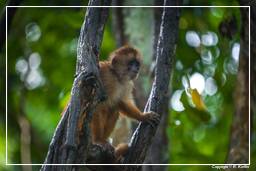 Tambopata National Reserve - Monkey Island (41) Capuchin monkey