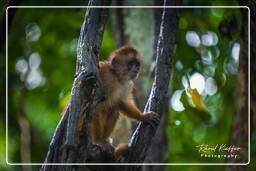 Capuchin monkey, Tambopata National Reserve - Monkey Island (41)
