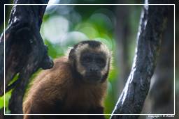 Tambopata National Reserve - Monkey Island (48) Kapuzineraffen