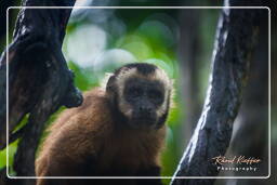 Capuchin monkey, Tambopata National Reserve - Monkey Island (48)
