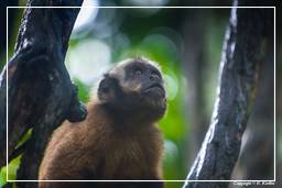 Tambopata National Reserve - Monkey Island (49) Capuchin monkey