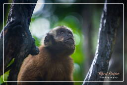 Tambopata National Reserve - Monkey Island (49) Capuchin monkey