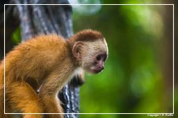 Tambopata National Reserve - Monkey Island (51) Scimmia cappuccino