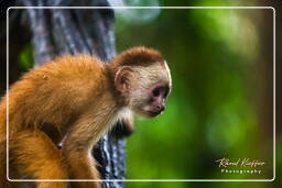 Capuchin monkey, Tambopata National Reserve - Monkey Island (51)