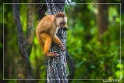 Tambopata National Reserve - Monkey Island (52) Scimmia cappuccino