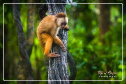 Capuchin monkey, Tambopata National Reserve - Monkey Island (52)