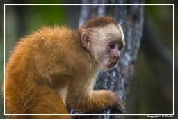 Tambopata National Reserve - Monkey Island (53) Scimmia cappuccino