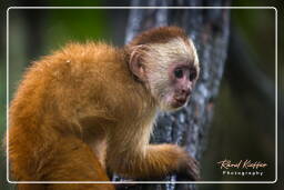 Tambopata National Reserve - Monkey Island (53) Capuchin monkey