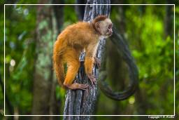 Tambopata National Reserve - Monkey Island (54) Kapuzineraffen