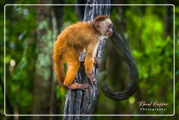 Tambopata National Reserve - Monkey Island (54) Capuchin monkey