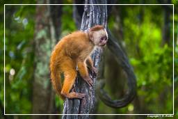 Tambopata National Reserve - Monkey Island (55) Kapuzineraffen