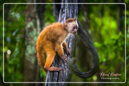 Capuchin monkey, Tambopata National Reserve - Monkey Island (55)