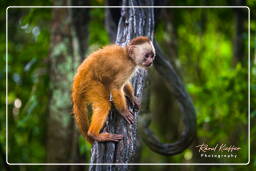 Reserva nacional Tambopata - Monkey Island (55) Macaco capuchinho