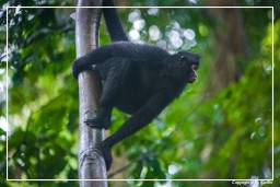 Tambopata National Reserve - Monkey Island (57) Klammeraffen