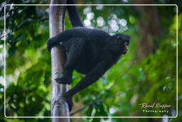 Tambopata National Reserve - Monkey Island (57) Spider monkey