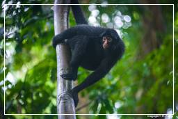 Tambopata National Reserve - Monkey Island (58) Klammeraffen