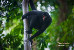 Spider monkey, Tambopata National Reserve - Monkey Island (58)