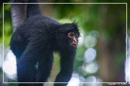 Tambopata National Reserve - Monkey Island (59) Spider monkey