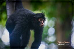 Tambopata National Reserve - Monkey Island (59) Spider monkey