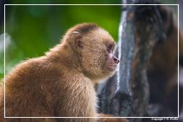 Tambopata National Reserve - Monkey Island (61) Capuchin monkey
