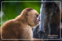 Reserva nacional Tambopata - Monkey Island (61) Mono capuchino