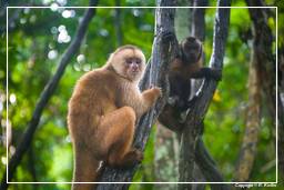 Tambopata National Reserve - Monkey Island (64) Kapuzineraffen