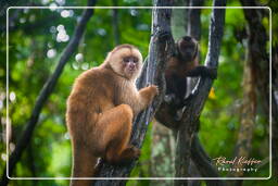 Capuchin monkey, Tambopata National Reserve - Monkey Island (64)