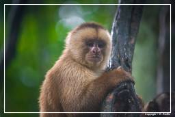 Tambopata National Reserve - Monkey Island (67) Kapuzineraffen